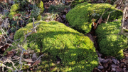Bueges_22_12-56