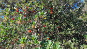 Gornies_22_11-15