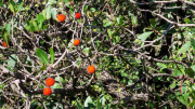Gornies_22_11-16
