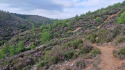 Nebian_22_10-15