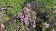 Nebian_22_10-18