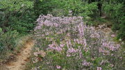 Nebian_22_10-29