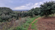 Nebian_22_10-4