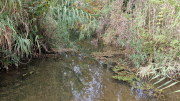 Nebian_22_10-51