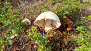 Nebian_22_10-63
