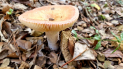 Nebian_22_10-64