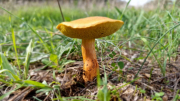 Nebian_22_10-67
