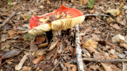 Nebian_22_10-68