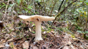 Nebian_22_10-69