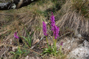 VEZOLES_22_04-29