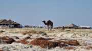 Djerba_Face_Houmt_Souk-21