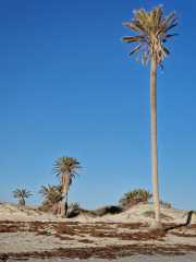 Djerba_Face_Houmt_Souk-7