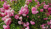 Argilliers_23_06-102
