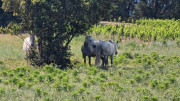 Argilliers_23_06-24