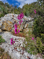 Bonnet_24_04-1