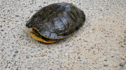 Bonnet_24_04-39