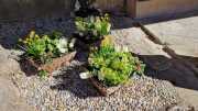 Bouquet_23_03-6