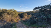 Collias_23_12-11