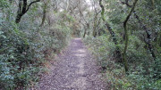 Collias_23_12-20