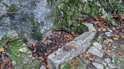 Collias_23_12-36