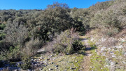 Collias_23_12-41
