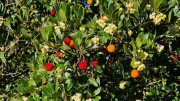 Collias_23_12-46