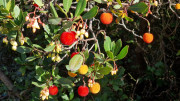 Collias_23_12-47