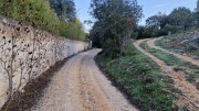Collias_23_12-5