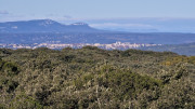 Collias_23_12-52