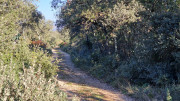 Collias_23_12-55