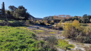 Collias_23_12-78