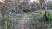 Collias_23_12-8