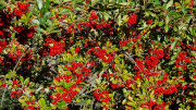 Lauret_23_12-16