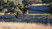 Lauret_23_12-75