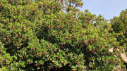 Mourissipe_23_12-101
