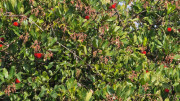 Mourissipe_23_12-102