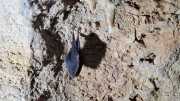 Gornies_Grotte-14