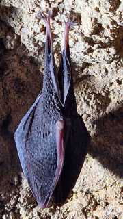 Gornies_Grotte-15