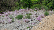 Peyre_23_05-73