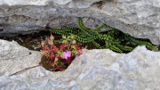 Peyre_23_05-91