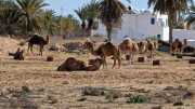 Djerba_Lac_Sale_23_03-19