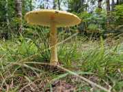 Upper_Peninsula-44