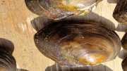 Moules-35