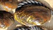 Moules-36