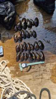 Moules-46