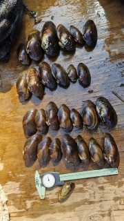 Moules-47