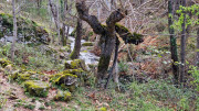 Asclier_24_03-13