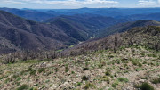 Asclier_24_03-98