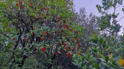 Rouveyrac_24-10