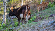 Nino_24_04-156